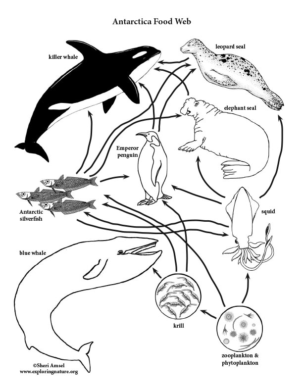 Download Antarctic Food Web Coloring Page