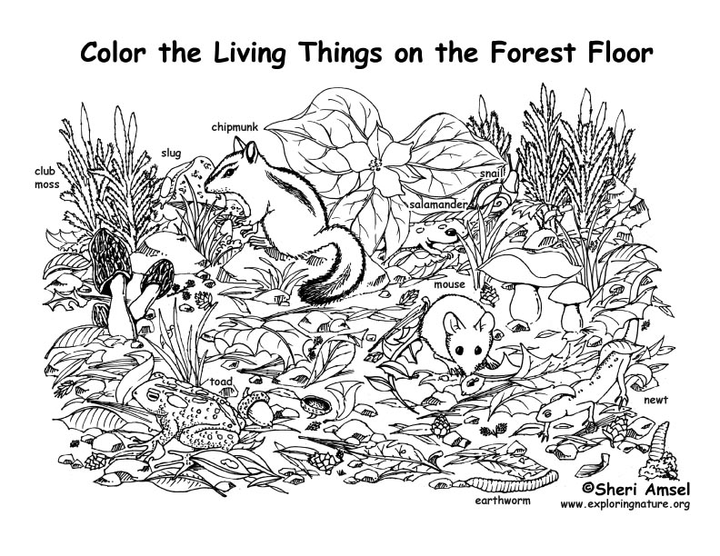 moss coloring page