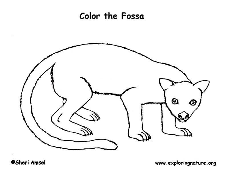 Fossa Coloring Page