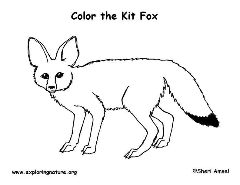 Download Fox (Kit) Coloring Page