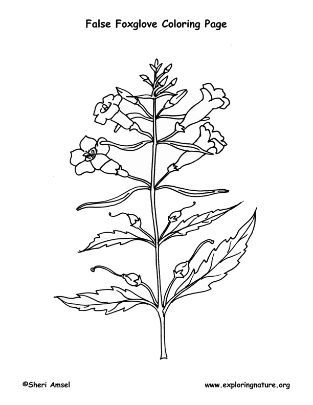 Foxglove (Smooth False) Coloring page