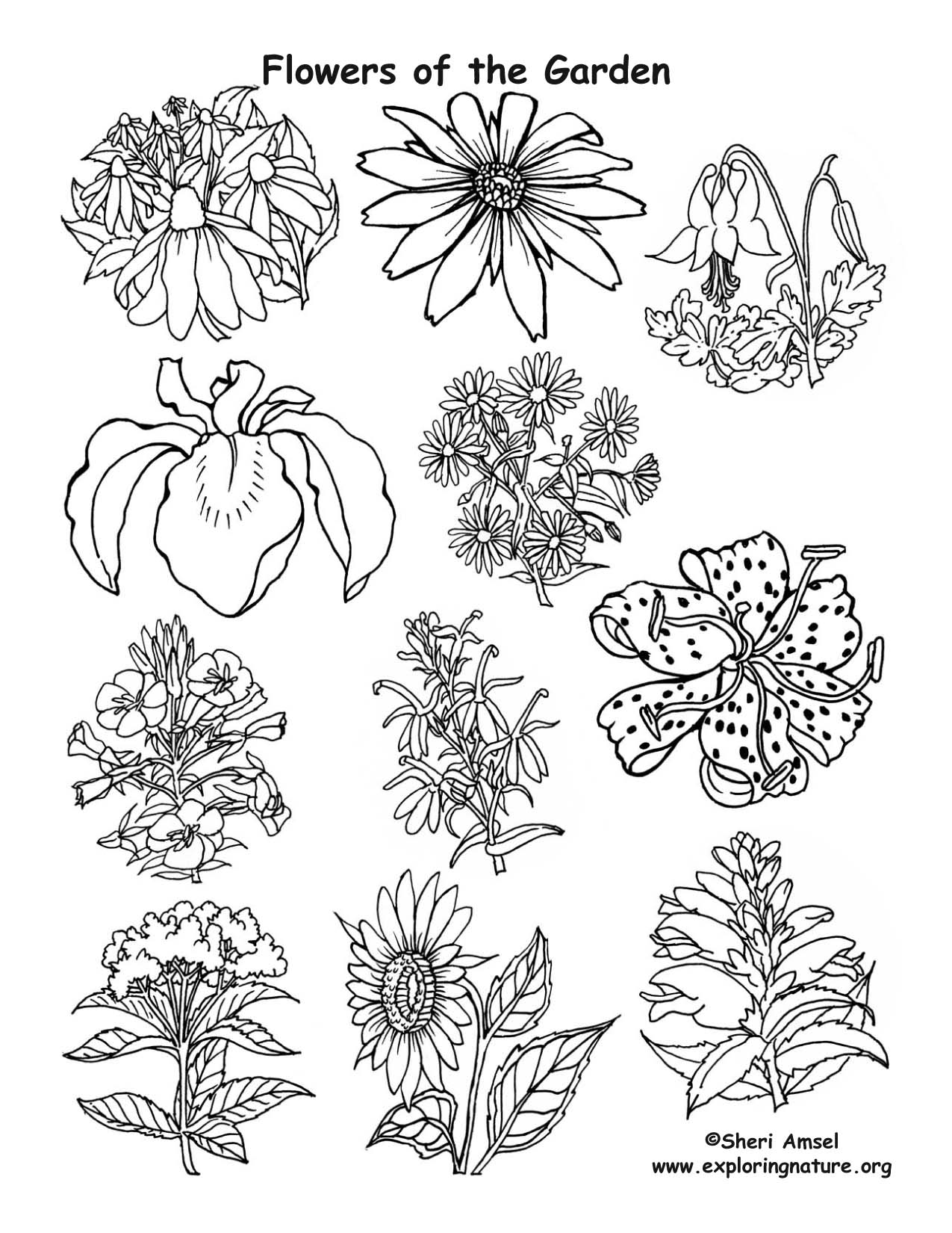 Flowers of the Garden, flower garden