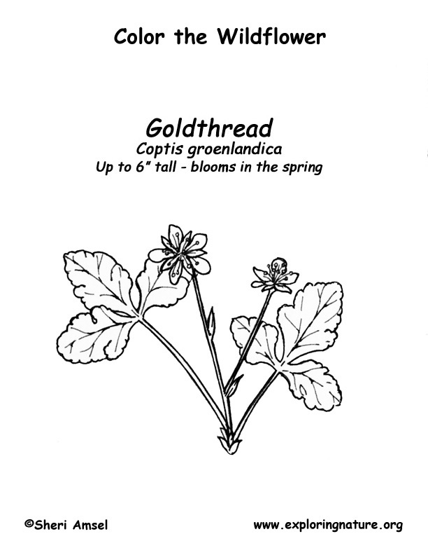 Goldthread Coloring Page