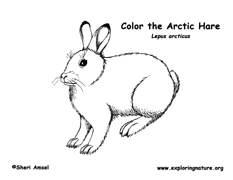 arctic hare coloring pages