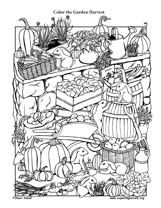 Garden Harvest – Coloring Page