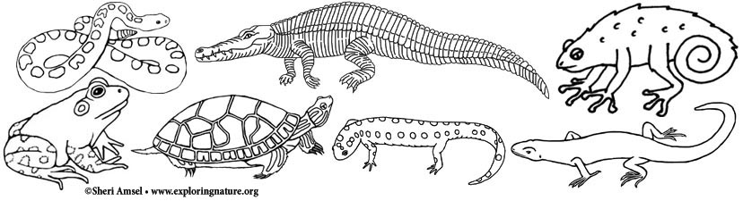 amphibians coloring pages