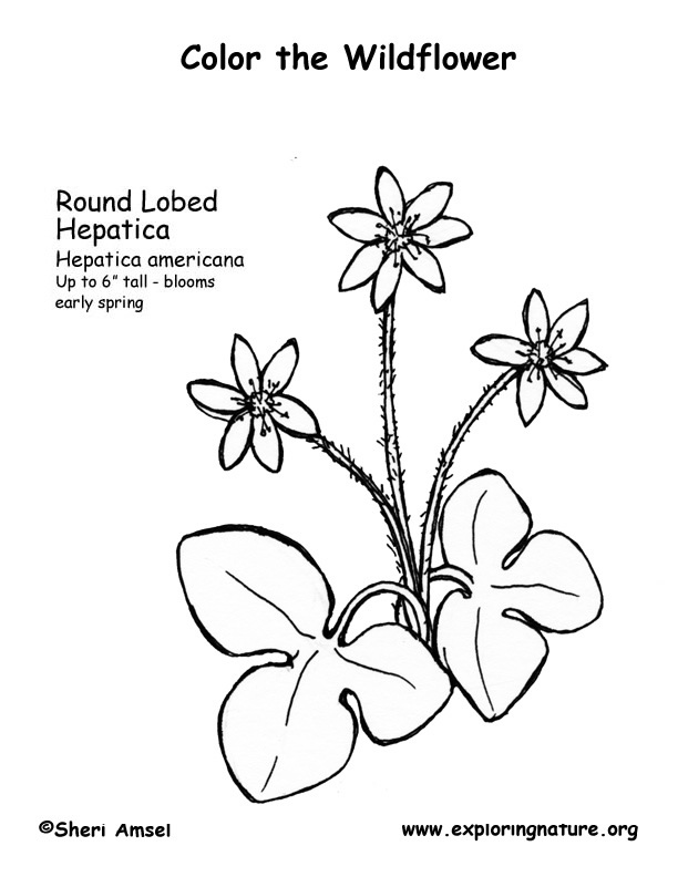 Hepatica (Round Lobed) Coloring Page