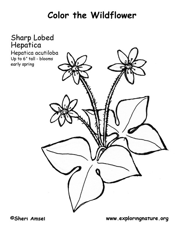 Hepatica (Sharp Lobed) Coloring Page