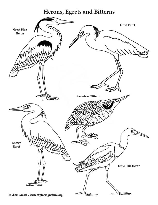 Herons, Egrets, Bitterns Coloring Page