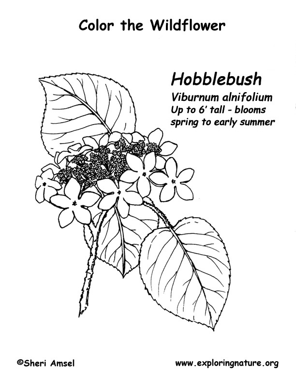 Hobblebush Coloring Page
