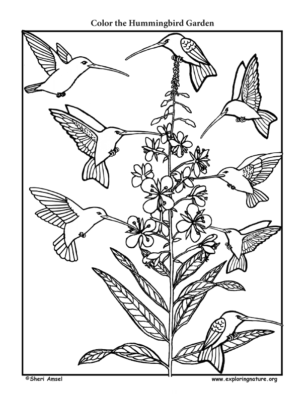 Hummingbird Garden Coloring
