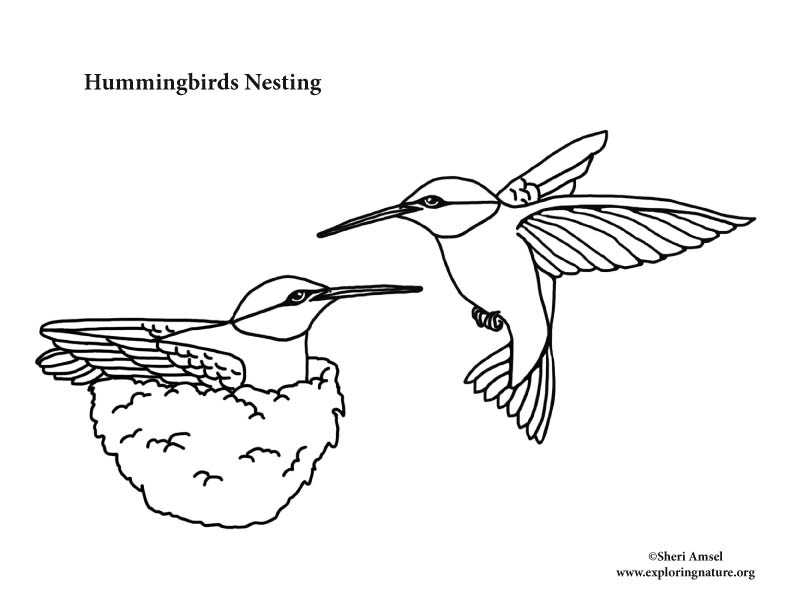 Hummingbirds Nesting