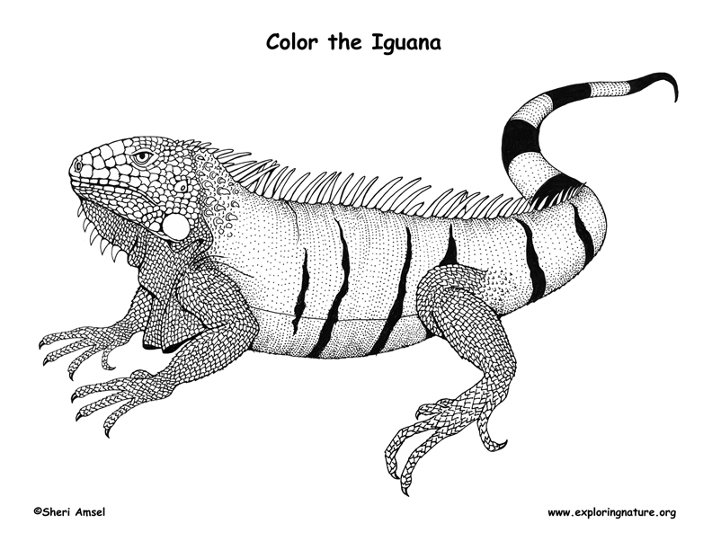 Download Iguana Coloring Page