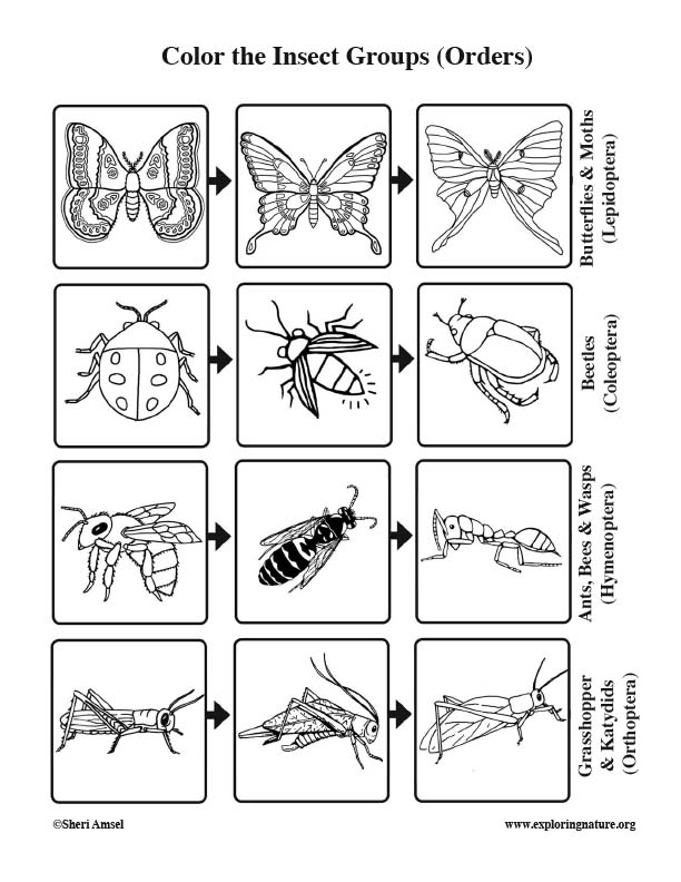 parts of an insect coloring page