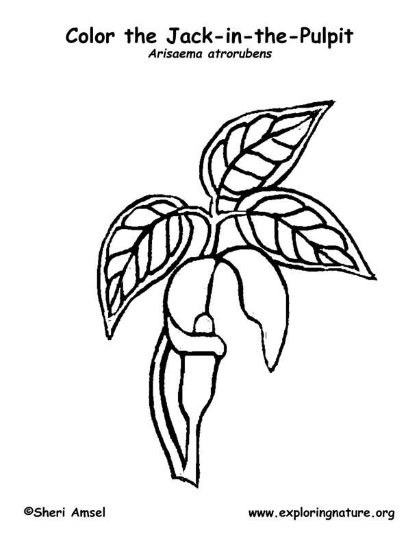 Jack in the Pulpit Coloring Page