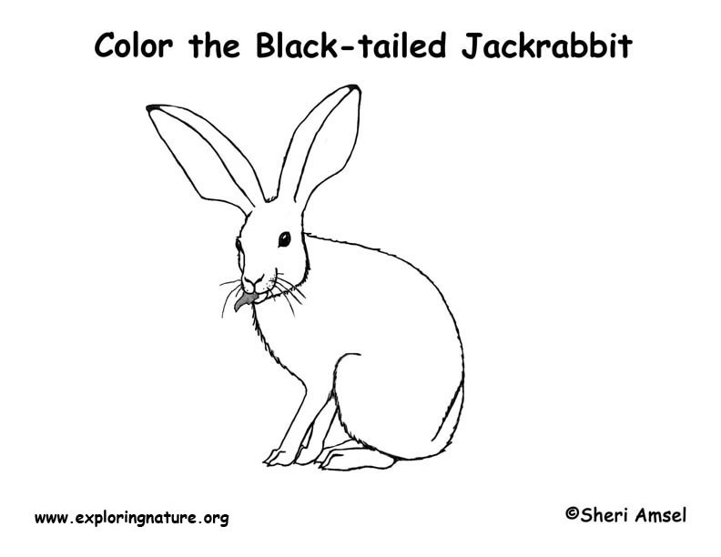 Jackrabbit Coloring Page