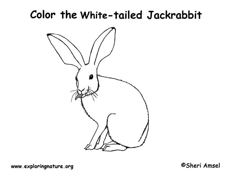 White-tailed Jackrabbit Coloring Page