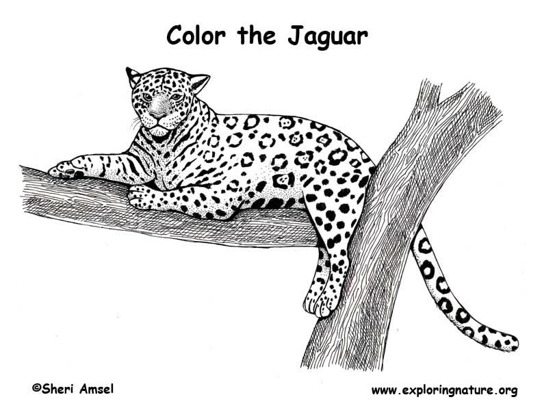 jaguar drawing for kids