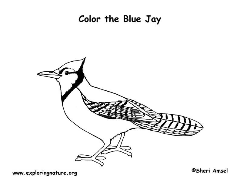 Blue Jay Coloring Page