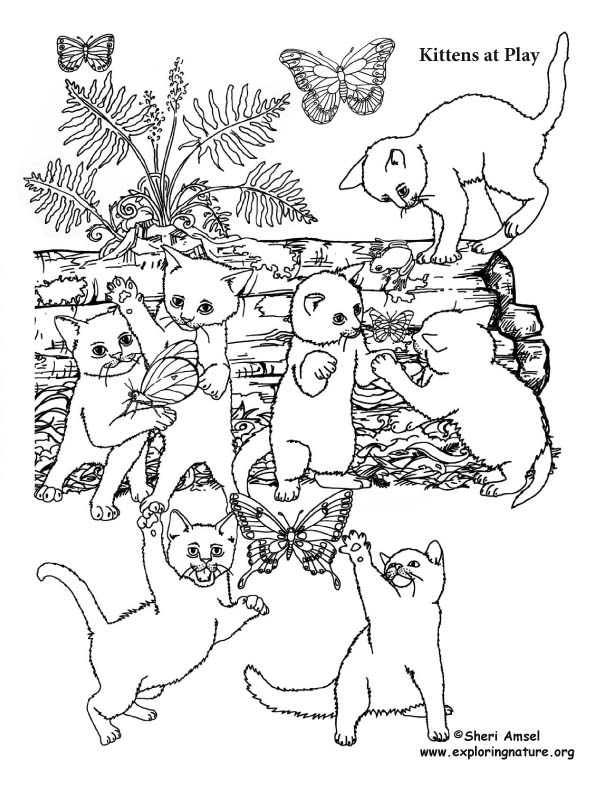 Kittens at Play Coloring Page