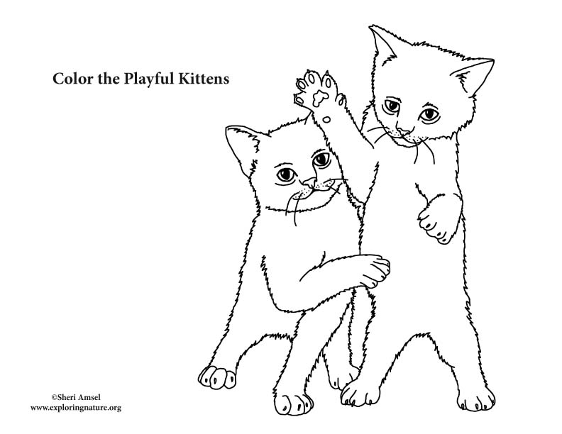 Kittens Playing Coloring Page