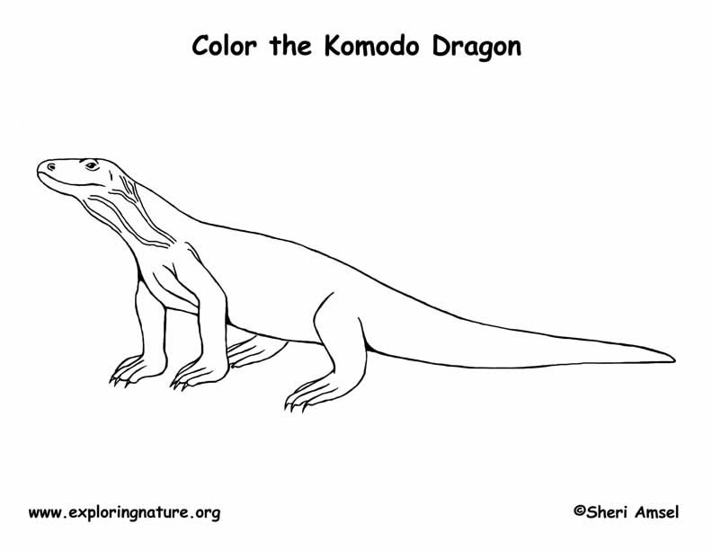 Komodo Dragon Coloring Page