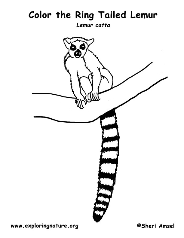 Ringtail Lemur Coloring Page, Ring-tailed Lemur Coloring Page