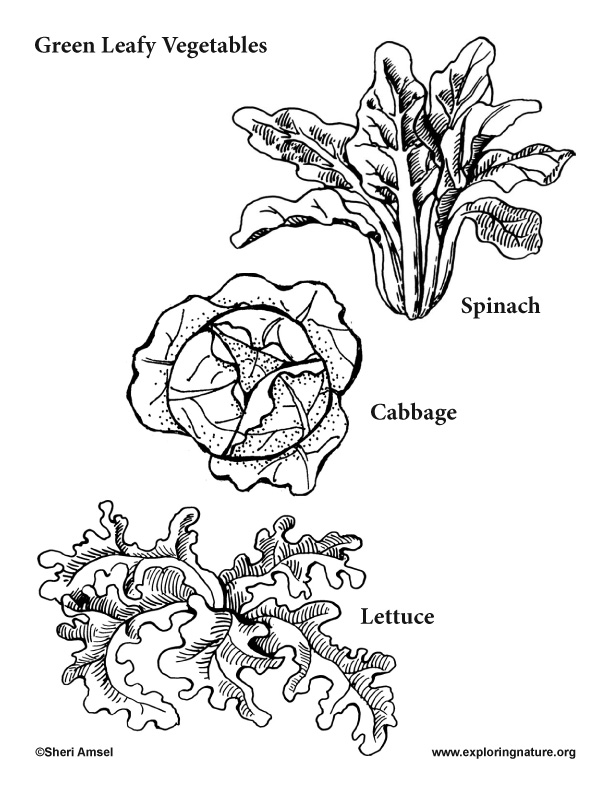 lettuce coloring page