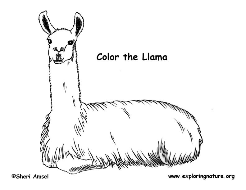 Featured image of post Llama Coloring Page Pdf The 420 pages of this book contain the most beautiful and provocative black and white and