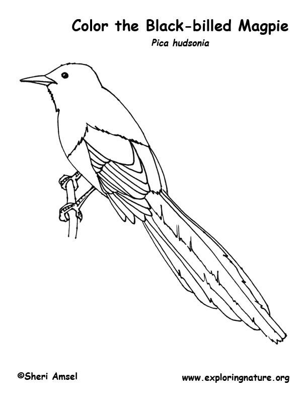 Magpie (Black-billed) Coloring Page