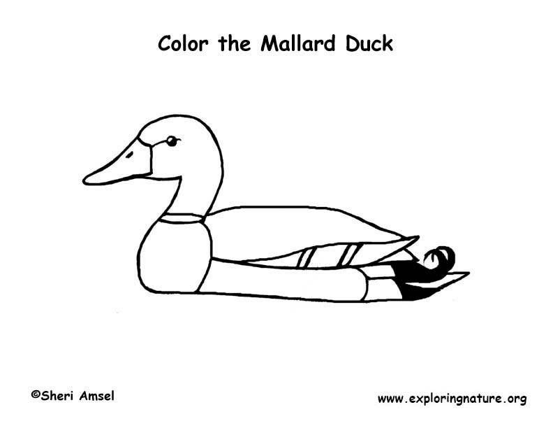 Mallard Duck Coloring Page