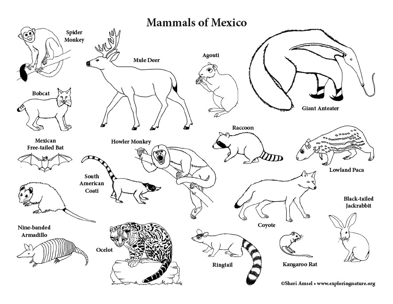 Mexico Animals Coloring