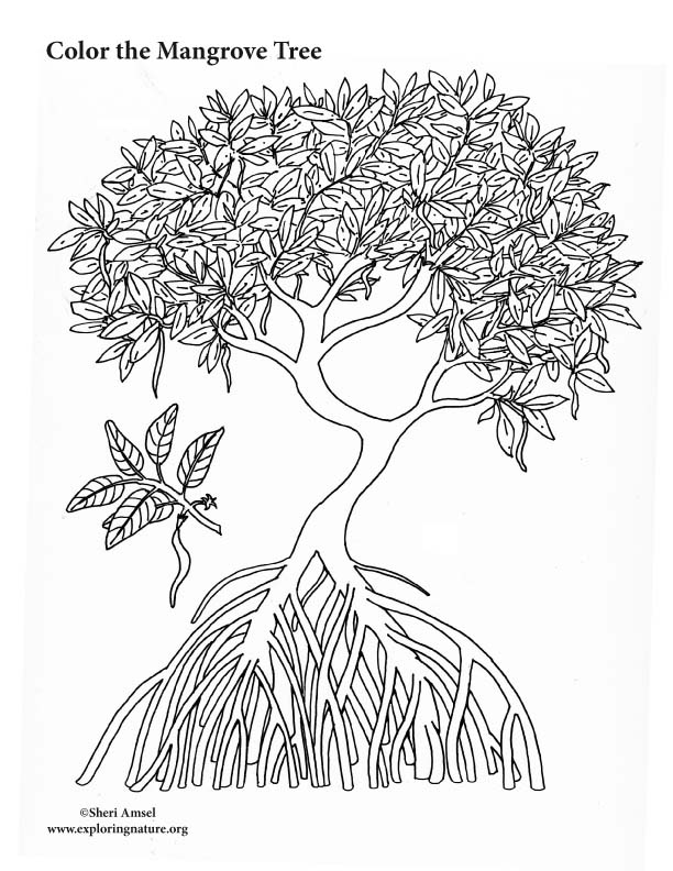 Mangrove Tree Coloring Page