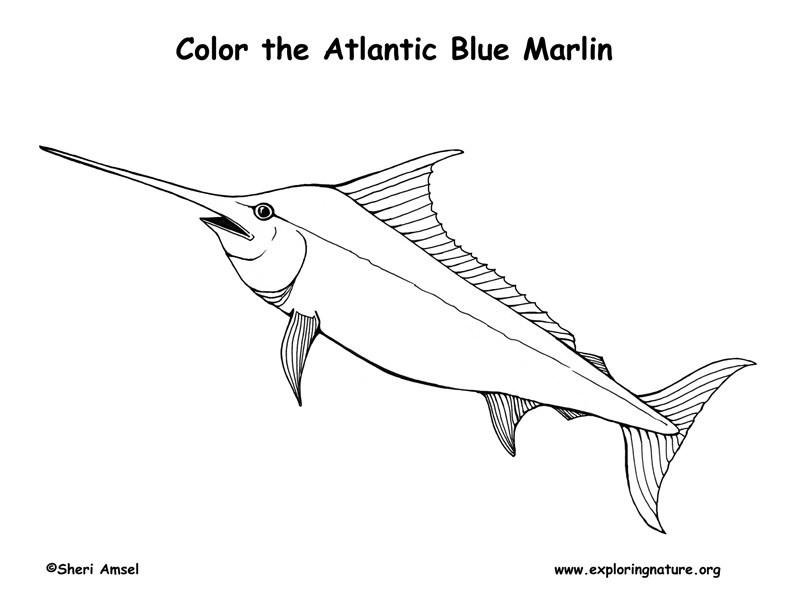 Marlin (Atlantic Blue)