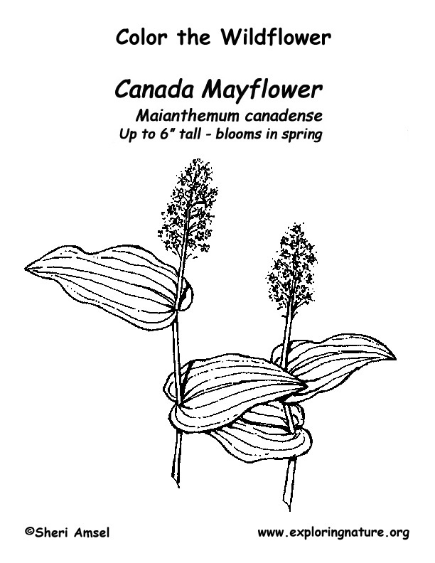 Mayflower (Canada) Coloring Page