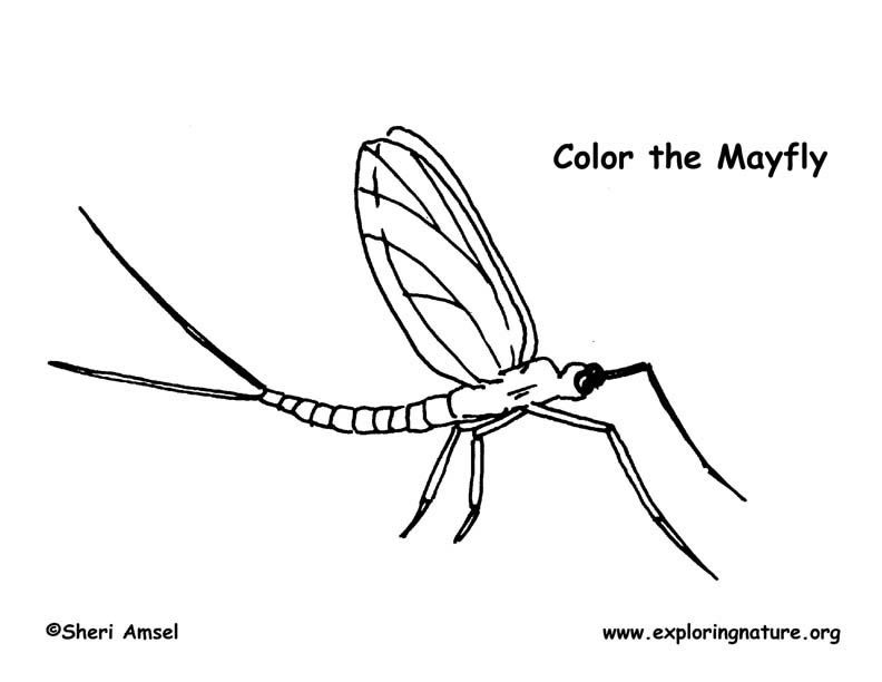 Mayfly Coloring Page