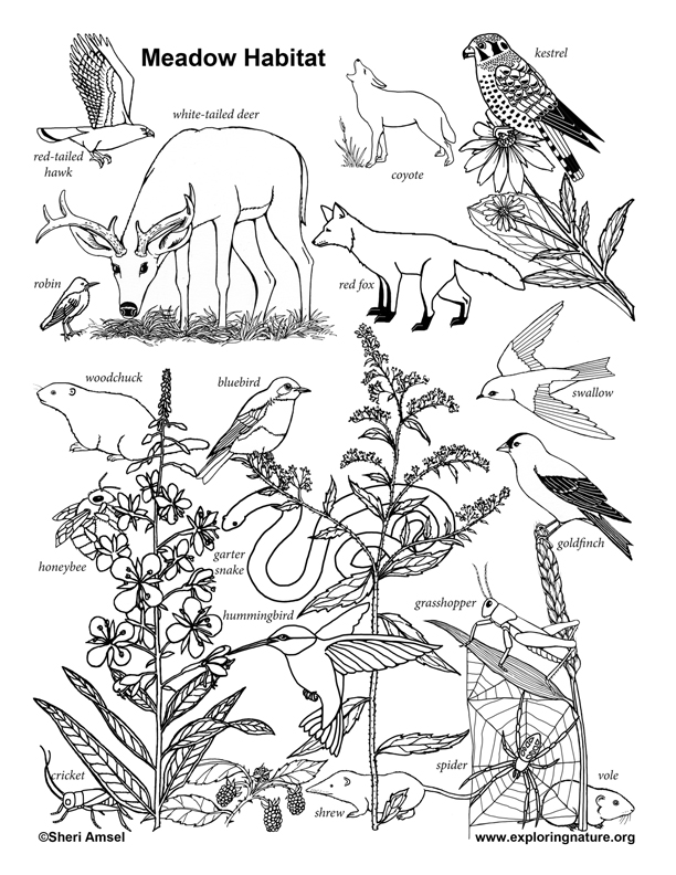 Animal Habitat Coloring Pages Pdf - Informasi Wisata Indonesia