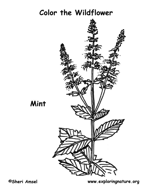 Spearmint Coloring Page
