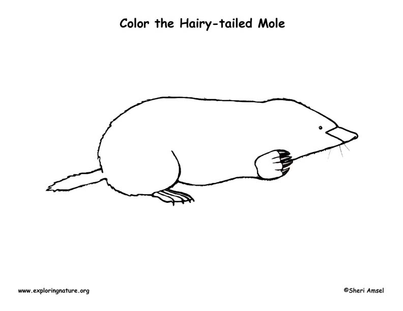 Mole (Hairy-tailed) Coloring Page, Hairy-tailed Mole Coloring Page