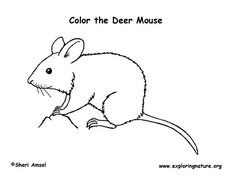 Mouse Coloring Page
