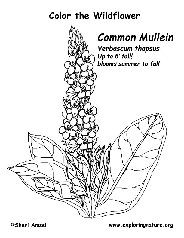 Mullein Coloring Page