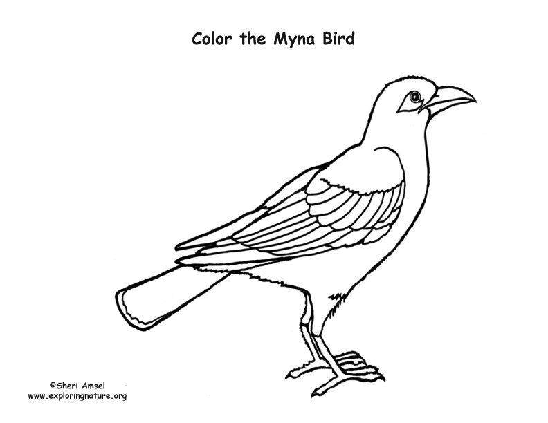 Myna Bird Coloring Page