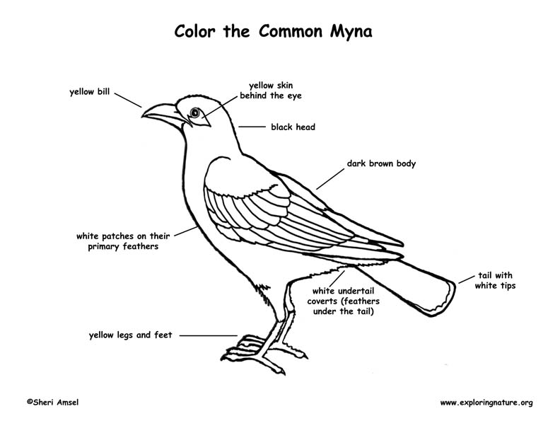 Myna Bird Labeling Page