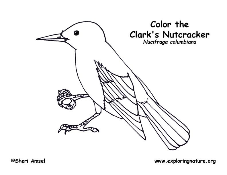 Clark's Nutcracker Coloring page