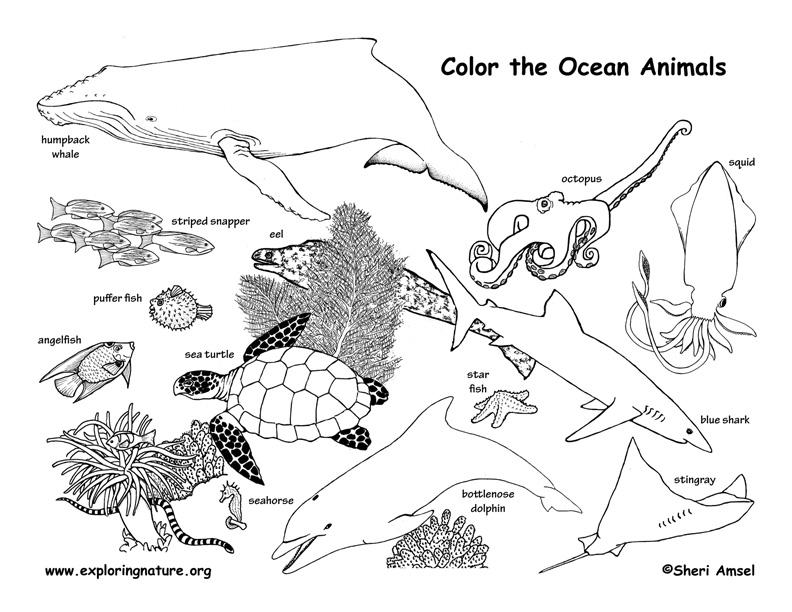 Download Ocean Animals Coloring Page