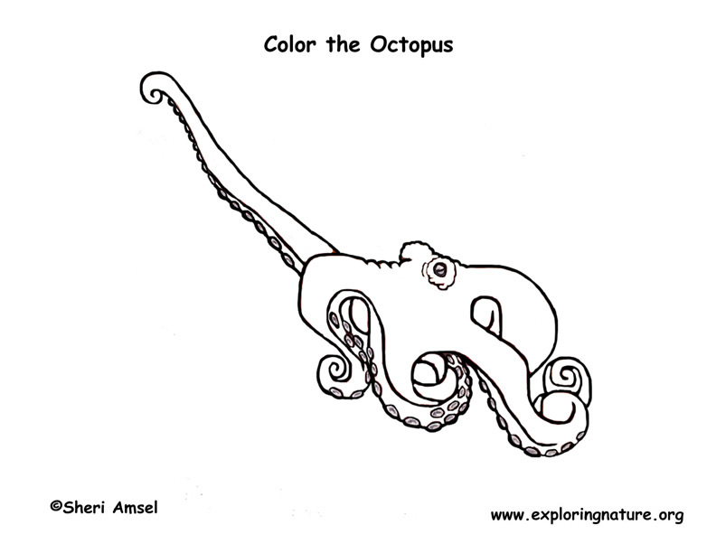 Download Octopus Coloring Page