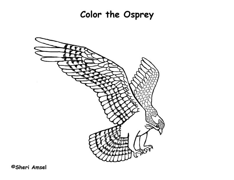 Download Osprey Coloring Pages Sketch Coloring Page