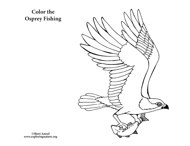 Bird Coloring Pages Free Printable Realistic