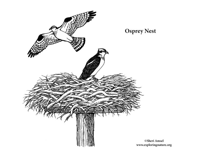 Download Osprey Nest Coloring Page