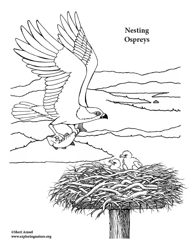 Ospreys Nesting Coloring Page